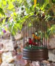 Oiseaux chanteurs mécaniques : 2 oiseaux chanteurs automates dans cage ancienne